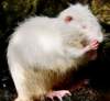 castorfibervaralbino_small.jpg